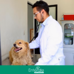 Rescatan a perros en Atizapán; reciben atención médica veterinaria