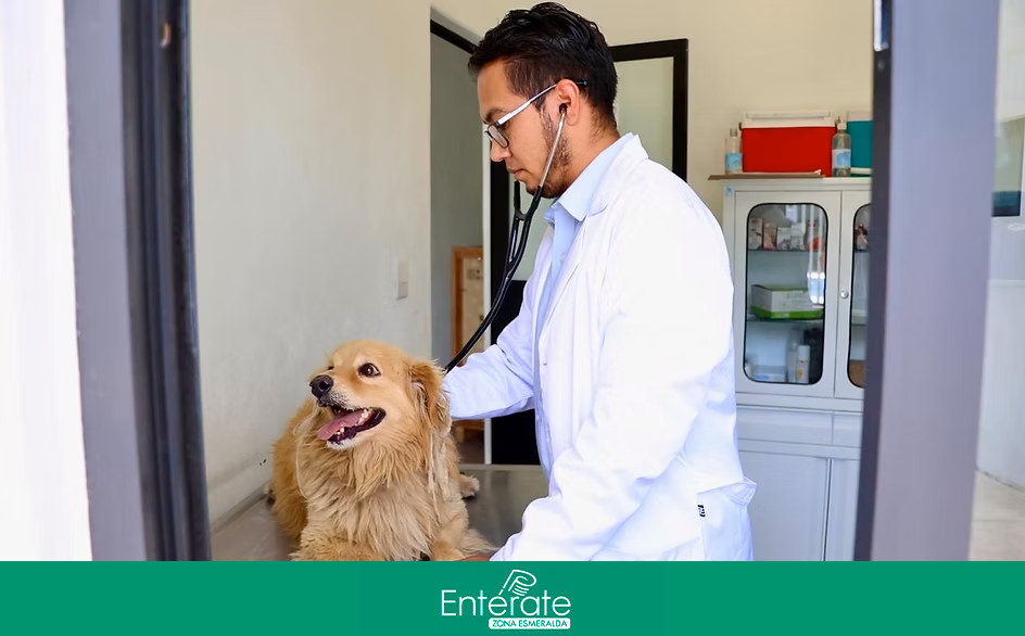 Rescatan a perros en Atizapán; reciben atención médica veterinaria